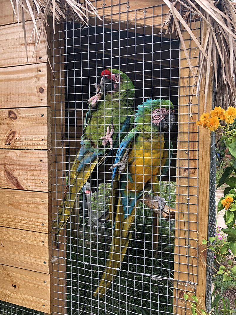 Dunrovin-tropical-birds