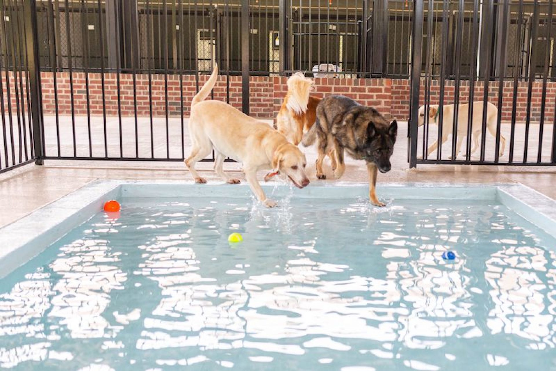 The Pet Lodge of Pinehurst Adds New Doggie Daycare Center The Sway