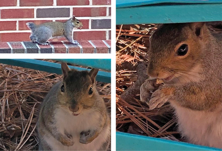 Meet the Easy, Breezy Beautiful Cover Squirrel of Southern Pines The Sway