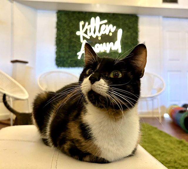 Kitten Around Cat Lounge Surpasses 50 Adoptions : The Sway