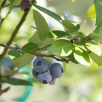 blueberry