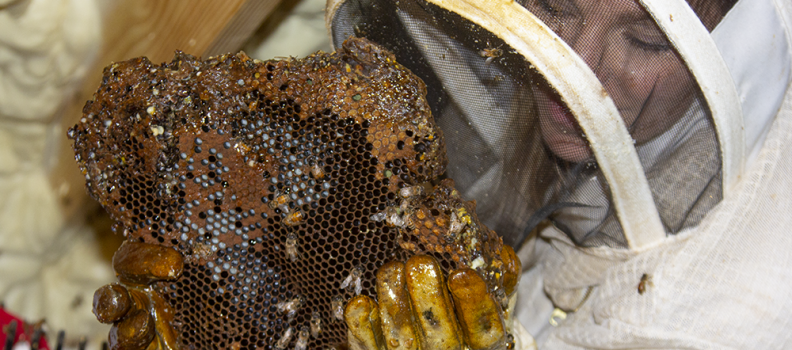 SwayTake: I Went Suit-Less Inside a Beehive
