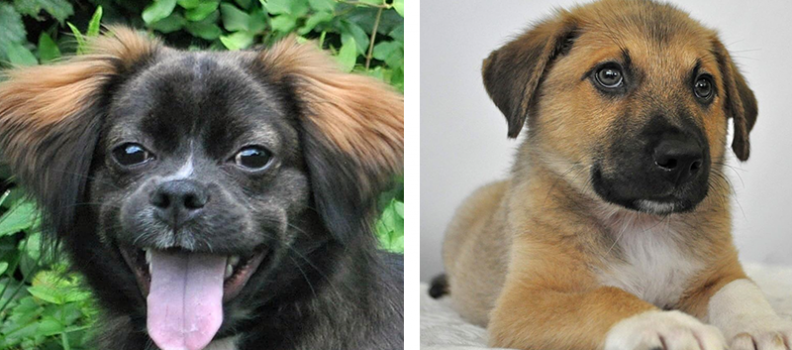 Adopting a New Friend? Here’s Where to Find Them.
