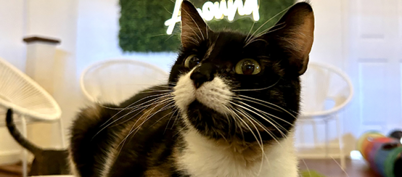 Kitten Around Cat Lounge Surpasses 50 Adoptions