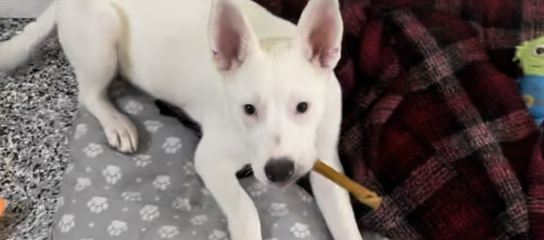 Raise the Woof: Caring Hearts for Canines Has Permanent Home