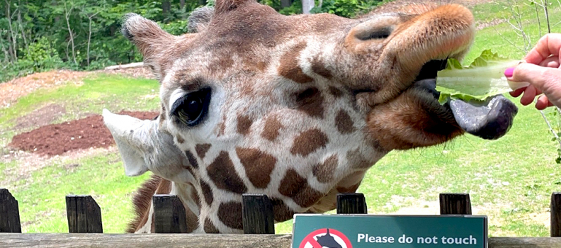 Our Guide to the North Carolina Zoo