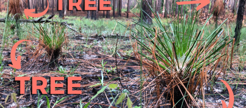 #SwaySix: Longleaf Pine, Damn You Fine