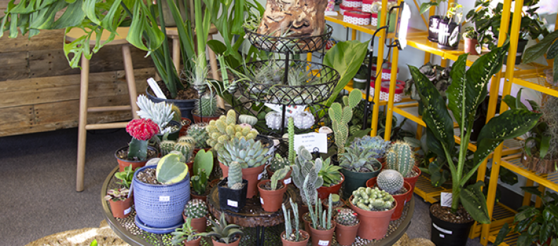 A New Store to Root For: Rhizome Houseplants