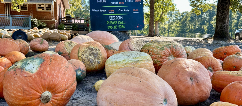 Get the Pick of the Patch: 2024 Autumn Farm List