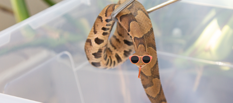 Nope Ropes of NC: A Brief Field Guide to Snakes in the Sandhills￼